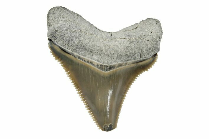 Serrated, Fossil Chubutensis Tooth - Aurora, North Carolina #179808